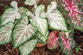 Giant cannas feature large leaves and vibrant blooms, making it a great tropical flower for your garden. Caladium Plant Care Growing Guide