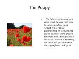 As many other flowers, the poppy flower has a lot of meanings but they are not the same in all cultures and traditions. Story Of The Memorial Day Poppy