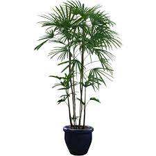 Pin By Natalia R On Plants Plants Tropical Plants Planting Shrubs