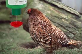 Pin On Automatic Pheasant Feeder