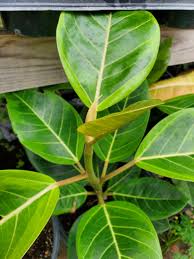Image result for Ficus conraui