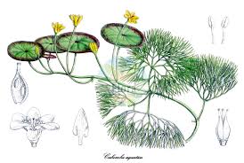 Image result for Cabombaceae