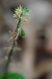 Image result for Malaxis prorepens