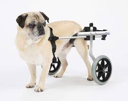 This dog wheelchair diy for small dogs is fun and easy to make. What To Do If Your Dog Needs A Wheelchair Best Dog Wheelchairs