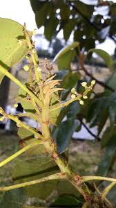 Image result for Macaranga capensis