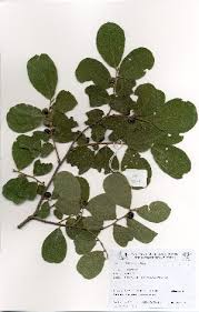 Image result for Bridelia mollis