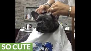 We are an internationally known breeder of superior quality french bulldogs with over 20 years of experience. French Bulldog Visits Barber Shop For A Haircut Youtube