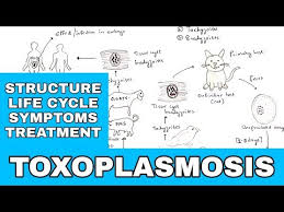 Toxoplasma gondii este un protozoar apartinand ordinului coccidia, clasa sporozoare, foarte apropiat de genul isospora. Toxoplasma Gondii Anticorpi Igg Pozitiv Tratament Pancreatic Cancer Uptodate