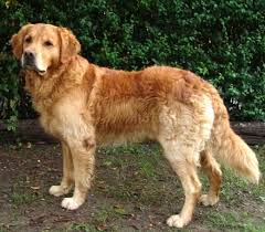 List Of Golden Retriever Mixes With Pictures