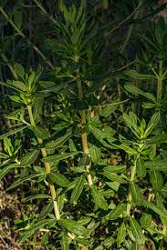 Image result for Anthospermum vallicola