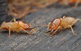 We use the best technology the market has to offer to protect your home against termites! Blog Did You Know That Homeowners Insurance In North Augusta Will Not Cover Termite Damage