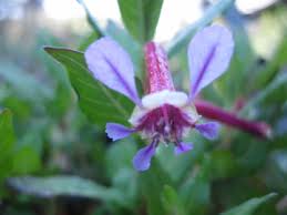 Image result for Cuphea ignea