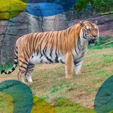 Você sabia que os tigres são os maiores felinos que existem?🐅🐅🐅 🐯O tigre-de-bengala, que se encontra no Animália Park, pode pesar até 250 kg e chegar a 3 m de comprimento. 👉Mais