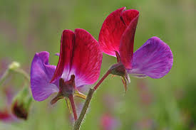 Image result for Lathyrus