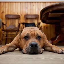 Essayez de trouver un coin avec un peu d'herbe et le plus calme possible et profitez en pour y faire une pause, de 10, 20min pour lui laissez le temps d'explorer, de renifler avec une laisse suffisamment longue. 5 Symptomes D Un Chien Qui S Ennuie