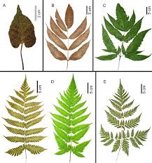 Image result for Tectaria angelicifolia