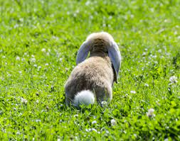 Funny Bunny Tail Beautiful Animal Playing In The Grass Animals Beautiful Animals Animal Wallpaper