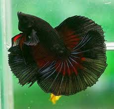 Schwarz Betta Fish Betta Betta Fish Tank