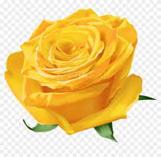 Check spelling or type a new query. Free Png Download Yellow Rose Png Images Background Transparent Rose Clipart 1378242 Pikpng