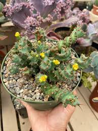 Image result for Euphorbia clavigera