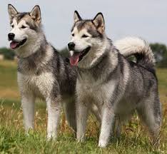 Powered by the pet lovers at. Buying Or Adopting An Alaskan Malamute