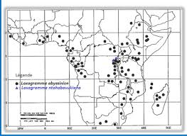 Image result for Loxogramme abyssinica