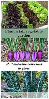 Jul 23, 2019 · make sure you plant your mums in an area with full sun and good air circulation. Plant A Fall Vegetable Garden With These Hardy Crops