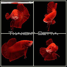 Fwbettashmp1480142090 Gia005 Male Super Red Giant By Thanont Red Giant Pets Giants