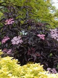 Zone 6 / hardy to 0ºf. Sambucus Black Beauty Shade Shrubs Flowering Shrubs For Shade Flowering Shrubs