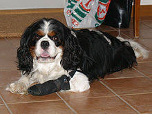 Cavalier King Charles Spaniel Wikipedia