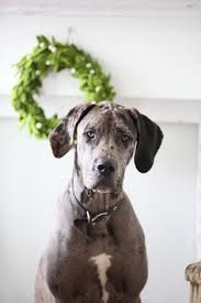 Maybe you would like to learn more about one of these? 31 Creative Photo Ideas Photo Great Dane Creative Photos