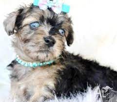 Once you purchase your new found friend, you will want to provide it the best in pet health care. Peek A Poo Puppy For Sale Adoption Rescue For Sale In Opelousas Louisiana Classified Americanlisted Com