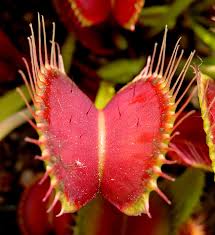Bhg editors iheartterriers, you definitely want. Venus Flytrap Wikipedia