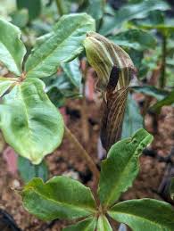 Image result for Arisaema mildbraedii