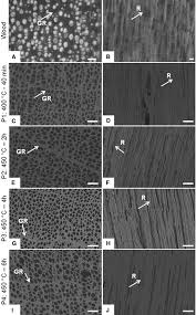 Image result for Androstachys