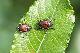 Get rid of them fast with professional products from pest outpost. Japanese Beetle The Arbor Day Foundation