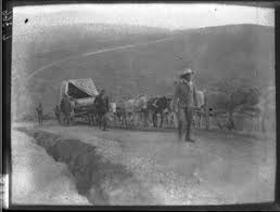 Wagon on the road to Pietersburg, South ...