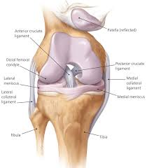 The four main ligaments in the knee connect the femur (thighbone) to the tibia (shin bone), and include the following: Anterior Cruciate Ligament Anatomy Function Injury Reconstruction