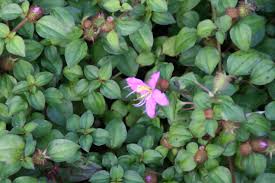 Image result for Dissotis