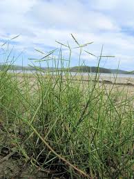 Image result for Paspalum vaginatum