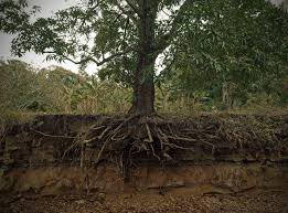 Everything You Ever Wanted To Know About Plants Part 4 Christmas Tree Anatomy Our City Forest