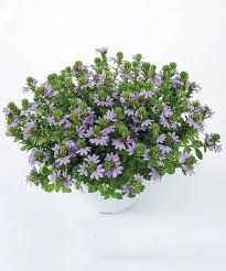 Image result for foto Vějířovka