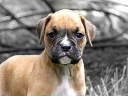 Find local boxer puppies for sale and dogs for adoption near you. Miniature Boxer Puppies Lovetoknow