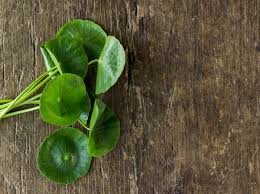 Image result for Centella asiatica