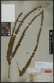 Image result for Cantinoa americana