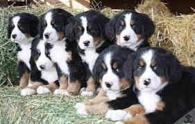 Bernese mountain dog puppies for sale in clare, michigan united states. Bernese Mountain Dog Puppies Craigslist Mini Goldendoodle