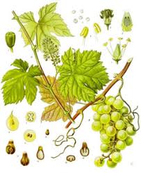 Image result for Vitis
