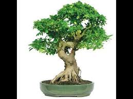 This forum is for you! Amazing Bonsai Trees Bonsai Tree Meaning In Hindi