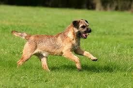 Heart rate is the number of times the heart beats each minute. How To Keep Your Dog Healthy American Kennel Club