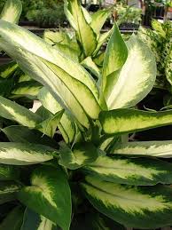 Dieffenbachia Dumb Cane Leopard Lily